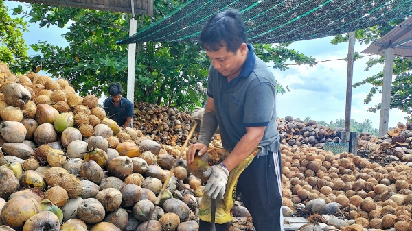 Thời cơ để nhân rộng sản xuất dừa hữu cơ