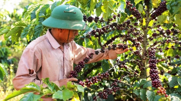 Tri ân người trồng cà phê