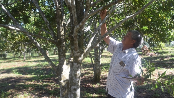 Băn khoăn tìm tương lai cho cây mắc ca Vĩnh Sơn