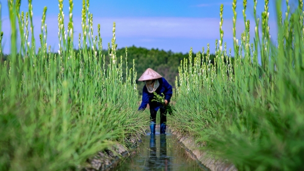 Biến ruộng chiêm trũng thành vùng hoa lớn nhất Quảng Ninh