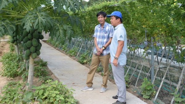 Độc đáo trang trại hữu cơ tuần hoàn ở vùng nóng nhất Bình Định