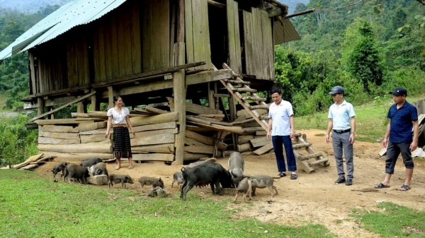 Giống lợn đen bản địa thịt thơm ngon ở bản biên giới Việt - Lào