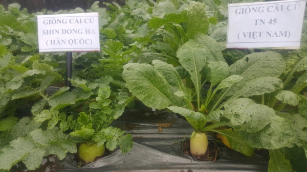 Quy trình trồng cải củ Shin Dong Ha VietGAP