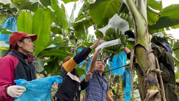 Khuyến nông Lào Cai 30 năm nắm bắt nhu cầu, thấu hiểu cảm xúc nông dân