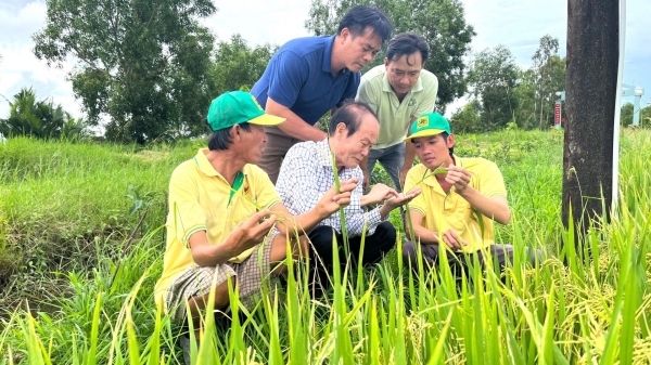 Canh tác lúa thông minh giúp nông dân giảm chi phí, tăng lợi nhuận