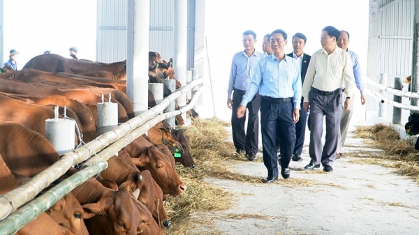 Hà Nội hỗ trợ tỉnh Quảng Trị 100 con bò giống