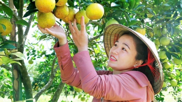 Hà Tĩnh chuẩn bị kỹ cho đề án nông nghiệp hữu cơ giai đoạn 2023-2025