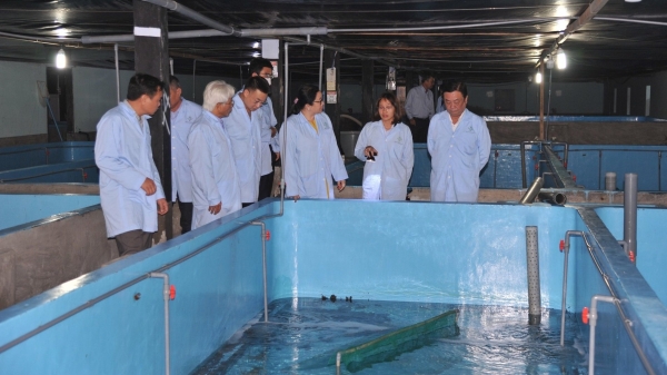 Mô hình nuôi tôm hùm trong bể thành công đầu tiên tại Việt Nam