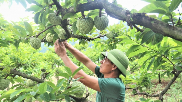 Những gốc na hút tinh túy sương mai, gió ngàn