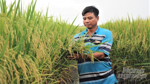 Sản xuất lúa chất lượng cao và cấp mã số vùng trồng để xuất khẩu