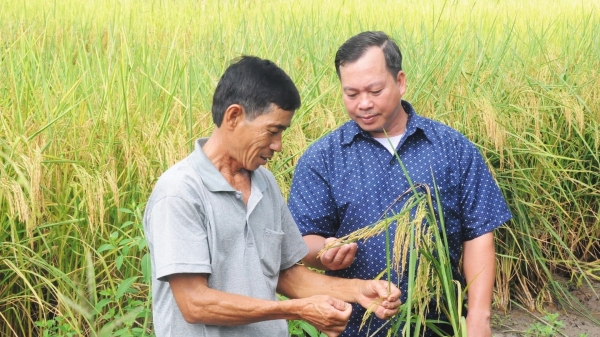 Làm lúa hữu cơ trên nền đất nuôi tôm: Làm một, được hai