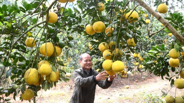 Mã số vùng trồng, cơ hội để nông sản xứ Tuyên xuất ngoại