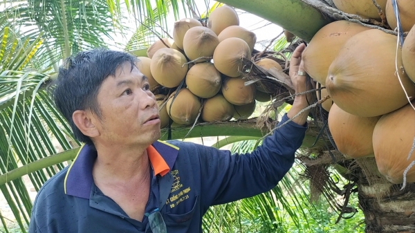Tiền Giang lấy sản xuất hữu cơ làm 'đường ray' trong phát triển cây dừa