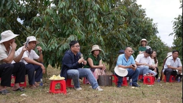 Tập huấn canh tác bền vững cho 400 hộ trồng sầu riêng