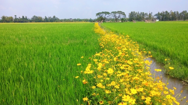 Sản xuất lúa sinh thái hướng đến nông nghiệp xanh
