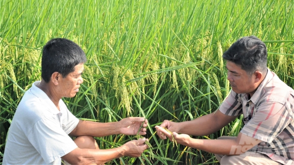 Chương trình khuyến nông giúp nông dân sản xuất lúa hữu cơ thu lãi cao