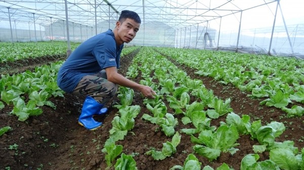 Tân Lạc có mô hình nông nghiệp công nghệ cao