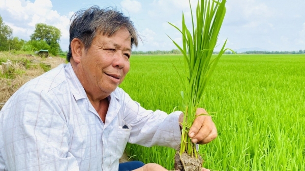 Nhiều hợp tác xã xin tham gia Đề án 1 triệu ha lúa chất lượng cao
