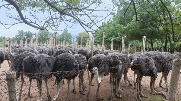 Tri thức nghề nông: Trại nuôi loài chim nặng hàng tạ, quy mô lớn nhất Việt Nam