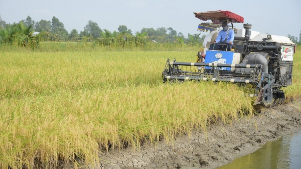 Gần Tết, nông dân hồ hởi vì lúa - tôm trúng mùa, được giá