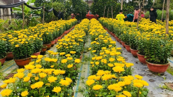 Nhà vườn trăm hoa khoe sắc