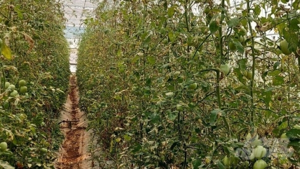 Sâu đục lá cà chua Nam Mỹ hoành hành