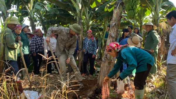 Lào Cai phấn đấu 100% diện tích chuối hàng hóa được cấp mã vùng trồng