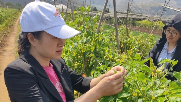 Kiểm tra tình hình sâu đục lá cà chua Nam Mỹ tại Sơn La