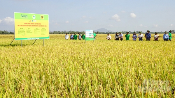 Khuyến nông 'bắt tay' doanh nghiệp canh tác lúa thông minh