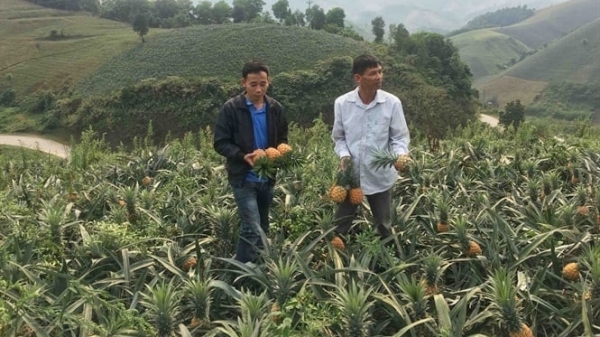 Lào Cai tiếp tục mở rộng diện tích trồng dứa