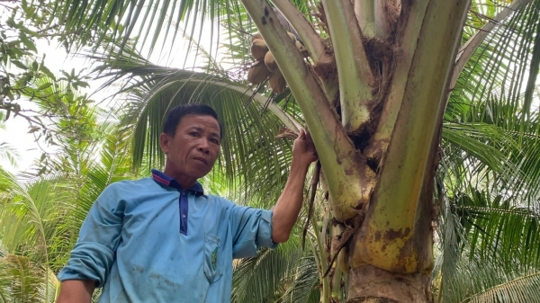 Sâu đầu đen gây hại hơn 7.600 cây dừa ở Trà Vinh