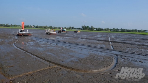 Do not sow rice in areas affected by saltwater intrusion