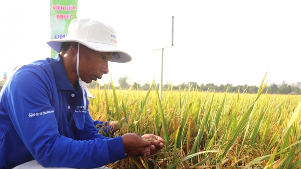 Proposal to invest in infrastructure for rice farming areas to reduce emissions