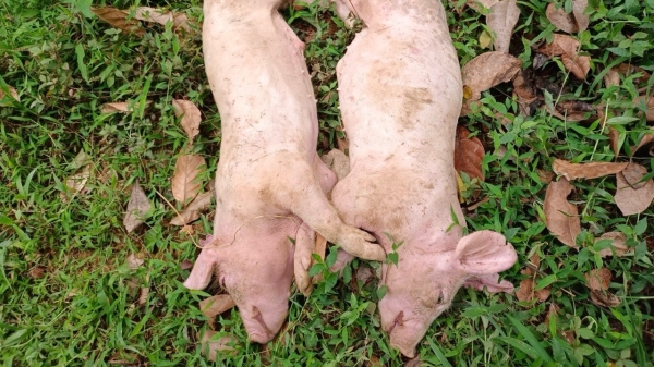 Nhập lợn không rõ nguồn gốc về nuôi, dính ngay dịch tả lợn châu Phi