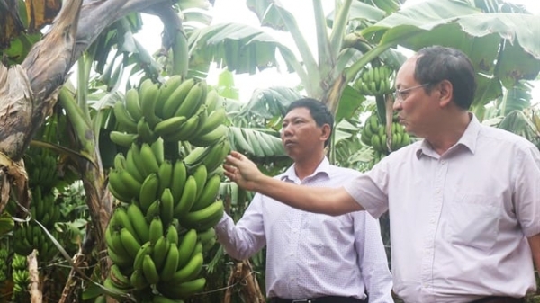 Phú Thọ có 9 mã vùng trồng chuối phục vụ xuất khẩu