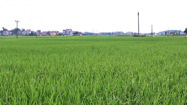 Bắc Giang chuyển đổi gần 700ha đất trồng lúa