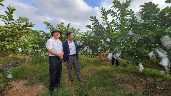 Trồng ổi lê Đài Loan hướng hữu cơ, nông dân thắng lớn