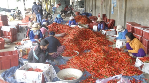 Chủ tịch Bình Định 'kéo' doanh nghiệp, ngân hàng tiêu thụ ớt cho nông dân