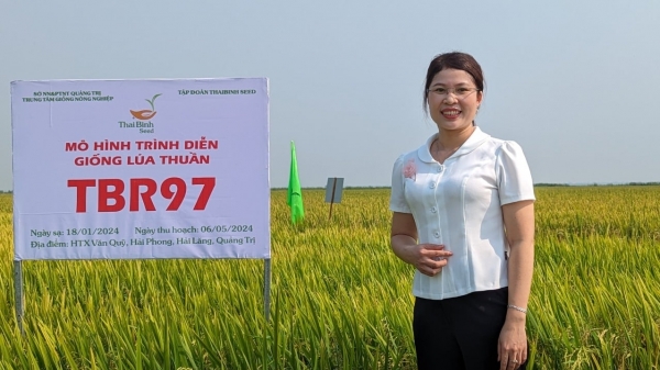 Nông dân Quảng Trị muốn nhân rộng giống lúa TBR97 và TBR87