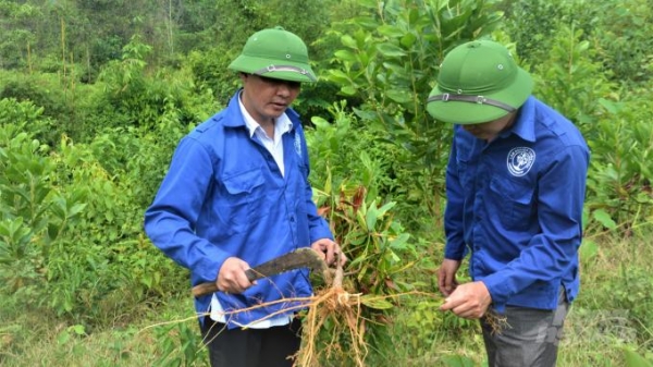 Rừng keo Tuyên Quang đang bị bệnh chết héo đe dọa
