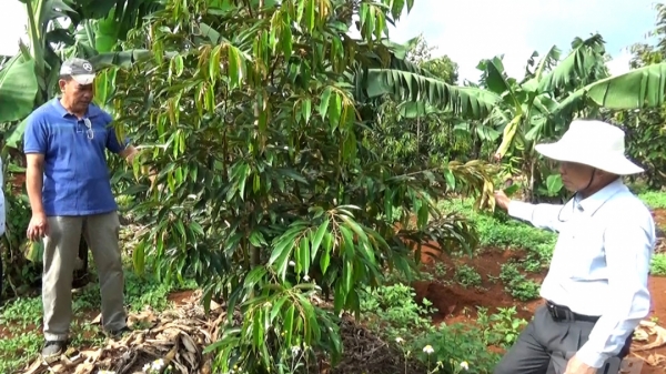 Độc đáo trồng sầu riêng xen chuối