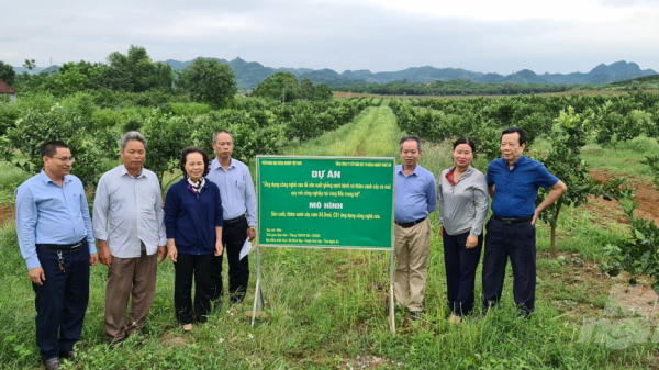 Góp thêm ý kiến vào vấn đề trồng mới cây có múi ở Việt Nam