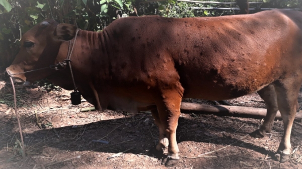 Bệnh viêm da nổi cục trên trâu bò diễn biến phức tạp