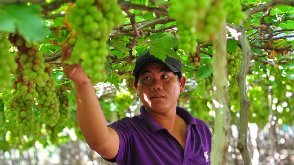 Nông nghiệp Ninh Thuận vượt muôn vàn khó khăn