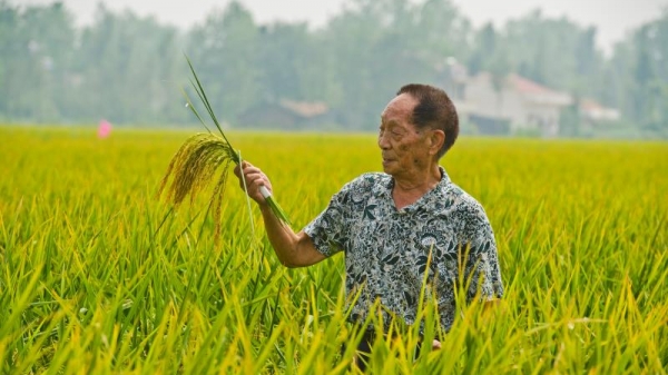 Giáo sư Viên Long Bình với thành công của lúa lai Việt Nam