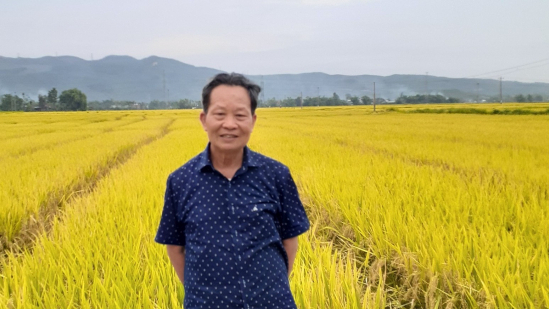 Con đường phát triển và những tín hiệu tốt đối với lúa lai Việt Nam
