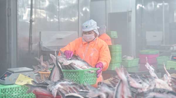 Hình ảnh nhà máy chế biến cá tra cung cấp sản phẩm tới hơn 100 quốc gia
