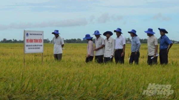 Tập huấn quy trình kỹ thuật sản xuất lúa giống cấp xác nhận cho nông dân