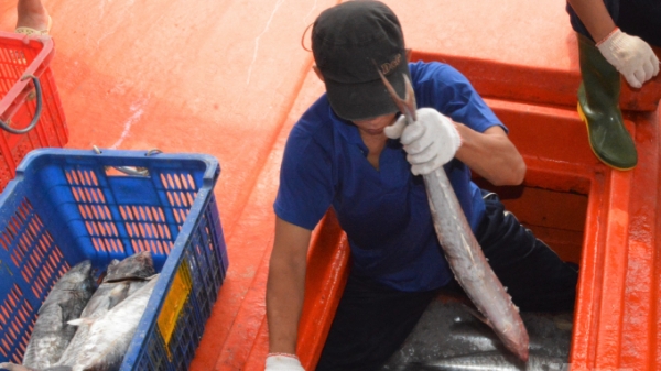 Hơn 50% doanh nghiệp trong cảng cá Tắc Cậu ngưng hoạt động