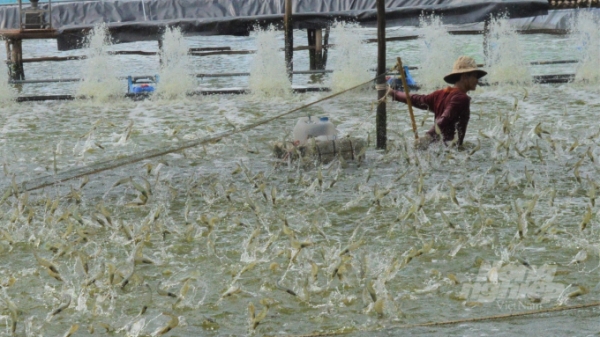 Nông nghiệp đóng góp lớn vào tăng trưởng chung tỉnh Kiên Giang